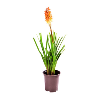 3 x Kniphofia Flamenco 'Red Hot Poker' in 9cm Pots Red and Yellow Exotic Plants for Gardens - 3