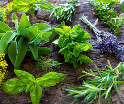 3 x Large Herb Mix in 14cm Pots - Rosemary - Laurel Bay - Thyme - Quality Plants