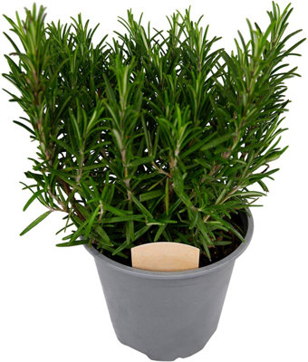 3 Large Herb Mix - Rosemary - Laurel Bay Tree - Thyme - 14cm Quality Plants