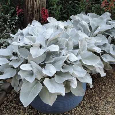 3 x Large Senecio Angel Wings in 9cm Pots - Amazing Unusual Hardy Plants