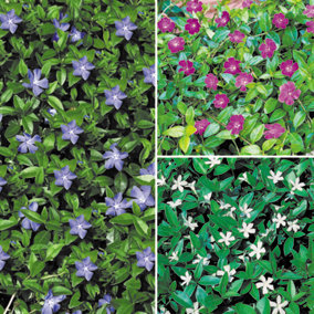 3 x Lesser Periwinkle Vinca Minor Collection in 9cm Pots - Spring Flowers for Garden Ready to Plant in Pots