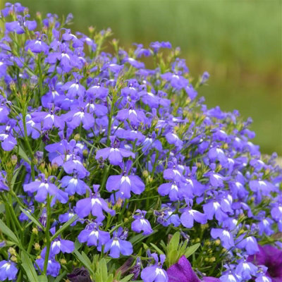 3 x Lobelia Blue - Semi-Trailing Variety in 9cm Pots - Ideal for Baskets & Pots