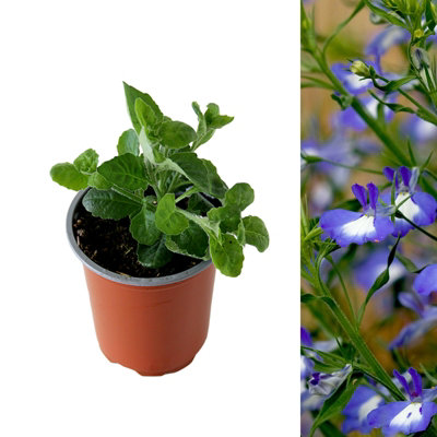 3 x Lobelia Blue - Semi-Trailing Variety in 9cm Pots - Ideal for Baskets & Pots