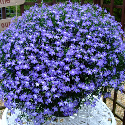 3 x Lobelia Blue - Semi-Trailing Variety in 9cm Pots - Ideal for Baskets & Pots - 3
