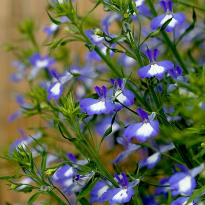 3 x Lobelia Blue - Semi-Trailing Variety in 9cm Pots - Ideal for Baskets & Pots - 4