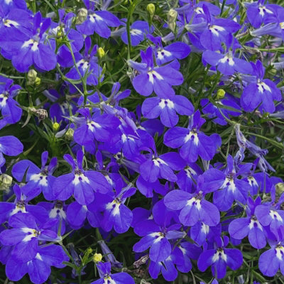 3 x Lobelia Blue - Semi-Trailing Variety in 9cm Pots - Ideal for Baskets & Pots - 5