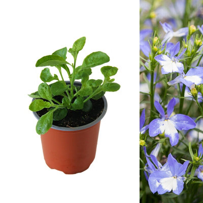3 x Lobelia Blue White Eye - Semi-Trailing Variety in 9cm Pots - Ideal for Baskets & Pots