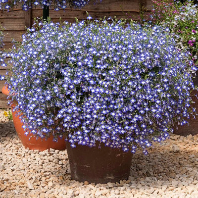3 x Lobelia Blue White Eye - Semi-Trailing Variety in 9cm Pots - Ideal for Baskets & Pots - 3