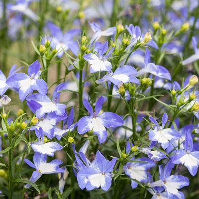 3 x Lobelia Blue White Eye - Semi-Trailing Variety in 9cm Pots - Ideal for Baskets & Pots - 4