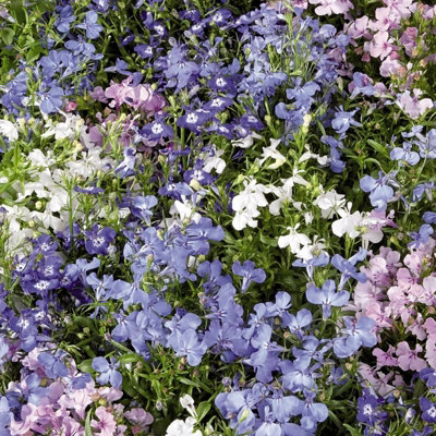 3 x Lobelia Blue White Eye - Semi-Trailing Variety in 9cm Pots - Ideal for Baskets & Pots - 5