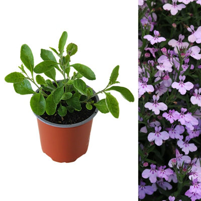 3 x Lobelia Lavender - Semi-Trailing Variety in 9cm Pots - Ideal for Baskets & Pots