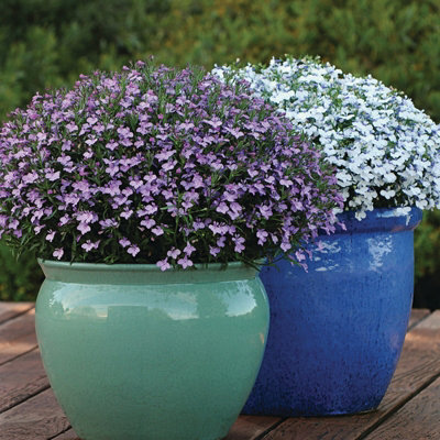3 x Lobelia Lavender - Semi-Trailing Variety in 9cm Pots - Ideal for Baskets & Pots - 3