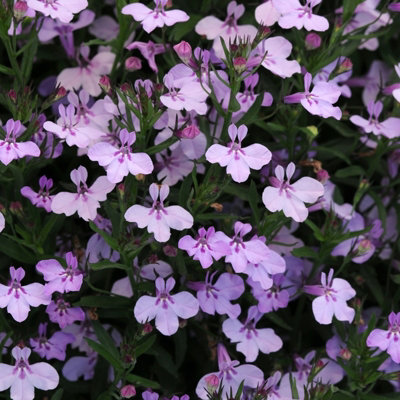 3 x Lobelia Lavender - Semi-Trailing Variety in 9cm Pots - Ideal for Baskets & Pots - 4