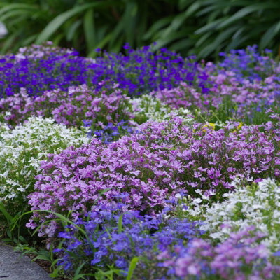 3 x Lobelia Lavender - Semi-Trailing Variety in 9cm Pots - Ideal for Baskets & Pots - 5