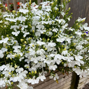 3 x Lobelia White - Semi-Trailing Variety in 9cm Pots - Ideal for Baskets & Pots