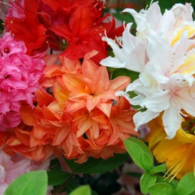 3 x Mixed Azaleas - Assorted Flowering Shrubs for Colourful UK Gardens - Outdoor Plants (20-30cm Height Including Pot)