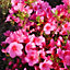 3 x Mixed Azaleas - Assorted Flowering Shrubs for Colourful UK Gardens - Outdoor Plants (20-30cm Height Including Pot)