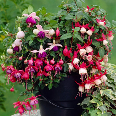 3 x Mixed Fuchsia - Beautiful Flowering Plants for Charming UK Gardens - Outdoor Plants (20-30cm Height Including Pot)