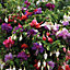 3 x Mixed Fuchsia - Beautiful Flowering Plants for Charming UK Gardens - Outdoor Plants (20-30cm Height Including Pot)
