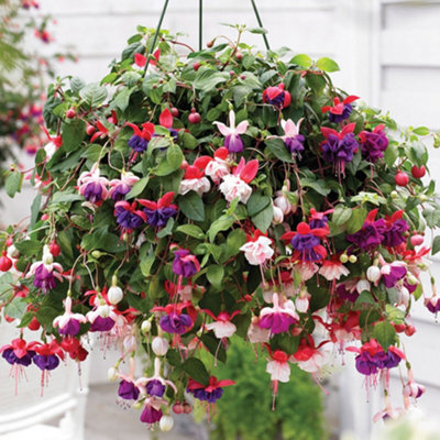3 x Mixed Fuchsia - Beautiful Flowering Plants for Charming UK Gardens - Outdoor Plants (20-30cm Height Including Pot) - 3