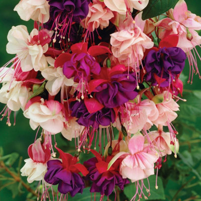 3 x Mixed Fuchsia - Beautiful Flowering Plants for Charming UK Gardens - Outdoor Plants (20-30cm Height Including Pot) - 4