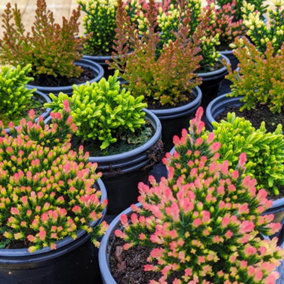 3 x Mixed Heather Plants - Callunas - Ericas in 9cm Pots Ready to Plant