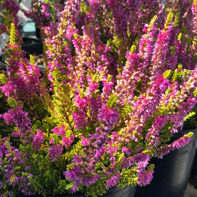 3 x Mixed Heather Plants - Callunas - Ericas in 9cm Pots Ready to Plant - 3
