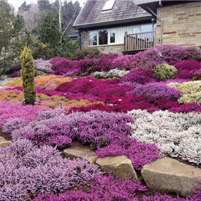 3 x Mixed Heather Plants - Callunas - Ericas in 9cm Pots Ready to Plant - 4