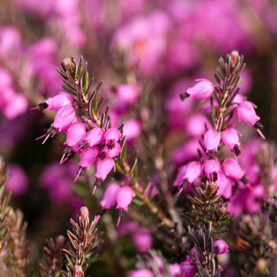 3 x Mixed Heather Plants - Callunas - Ericas in 9cm Pots Ready to Plant - 5