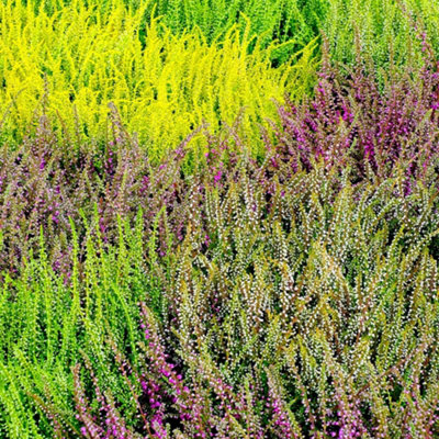 3 x Mixed Heather Plants - Callunas - Ericas in 9cm Pots Ready to Plant - 6