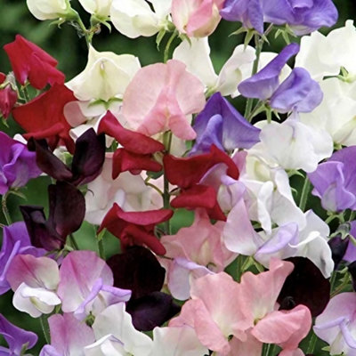 3 x Mixed Sweet Pea Plants in 9cm Pots - (Not Seeds) Several Plants in Each Pot