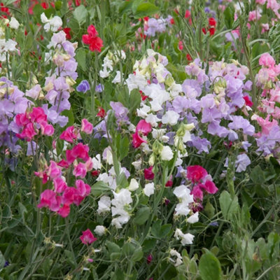 3 x Mixed Sweet Pea Plants in 9cm Pots - (Not Seeds) Several Plants in Each Pot - 4