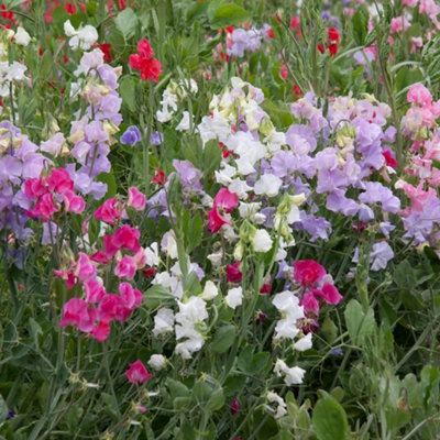 3 x Mixed Sweet Pea Plants in 9cm Pots - (Not Seeds) Several Plants in Each Pot