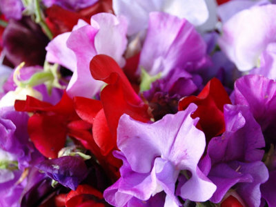 3 x Mixed Sweet Pea Plants in 9cm Pots - (Not Seeds) Several Plants in Each Pot - 5