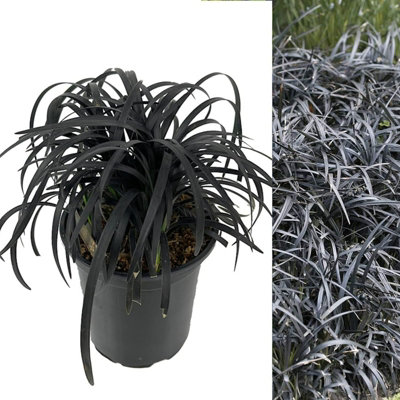 3 x Ophiopogon Black Dragon Grass in 13cm Pot Evergreen Perennial