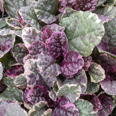 3 x Packs Silver Pink Patio Mix - Hardy Garden Ready Outdoor Perennial Rockery Shrubs - UK Grown Alpine Foliage Plants