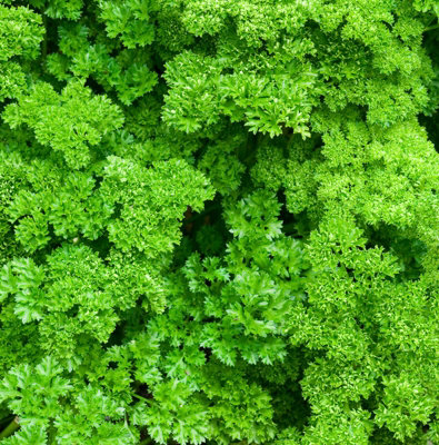 3 x Parsley Moss Curled Herb Plants in 9cm Pots - Edible Plants for Cooking