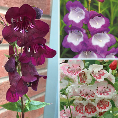 3 x Penstemon Mix in 9cm Pots Supplied as Established Garden Ready Plants Ready to Plant Out