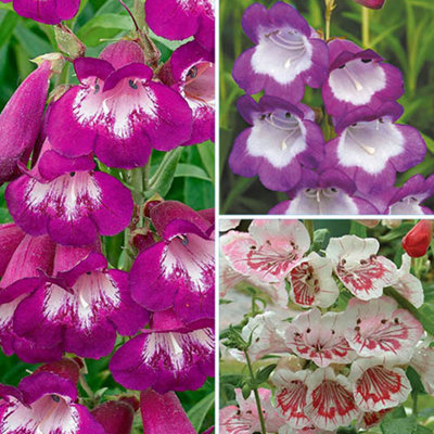 3 x Penstemon Mix in 9cm Pots Supplied as Established Garden Ready ...