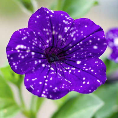 3 x Petunia Night Sky - Semi-Trailing Variety in 9cm Pots - Ideal for Baskets and Patio Planters