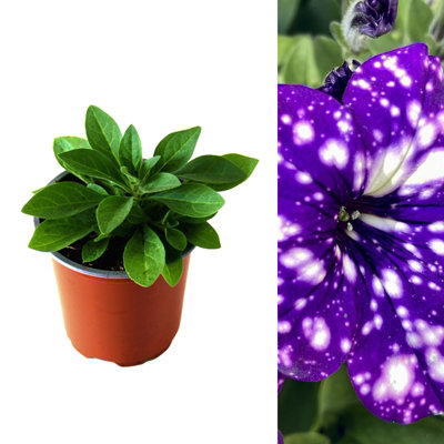3 x Petunia Night Sky - Semi-Trailing Variety in 9cm Pots - Ideal for Baskets and Patio Planters