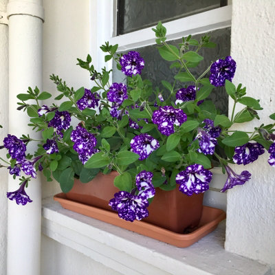 3 x Petunia Night Sky - Semi-Trailing Variety in 9cm Pots - Ideal for Baskets and Patio Planters - 3