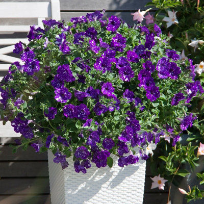 3 x Petunia Night Sky - Semi-Trailing Variety in 9cm Pots - Ideal for Baskets and Patio Planters - 4