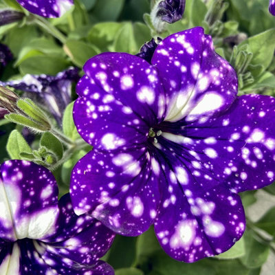 3 x Petunia Night Sky - Semi-Trailing Variety in 9cm Pots - Ideal for Baskets and Patio Planters - 5