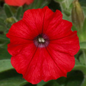 3 x Petunia Surfinia Deep Red - Semi-Trailing Variety in 9cm Pots - Ideal for Baskets and Patio Planters