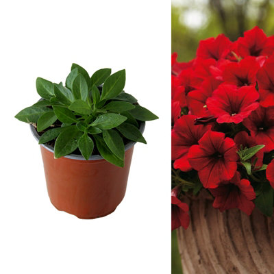 3 x Petunia Surfinia Deep Red - Semi-Trailing Variety in 9cm Pots - Ideal for Baskets and Patio Planters
