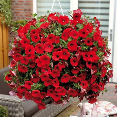 3 x Petunia Surfinia Deep Red - Semi-Trailing Variety in 9cm Pots - Ideal for Baskets and Patio Planters - 3