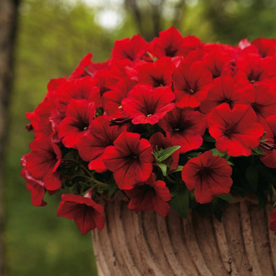 3 x Petunia Surfinia Deep Red - Semi-Trailing Variety in 9cm Pots - Ideal for Baskets and Patio Planters - 5