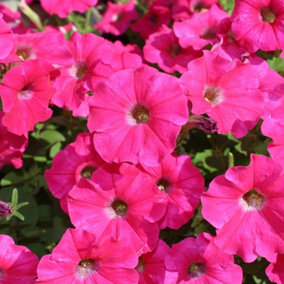 3 x Petunia Surfinia Hot Pink - Semi-Trailing Variety in 9cm Pots - Ideal for Baskets and Patio Planters