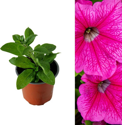 3 x Petunia Surfinia Hot Pink - Semi-Trailing Variety in 9cm Pots - Ideal for Baskets and Patio Planters